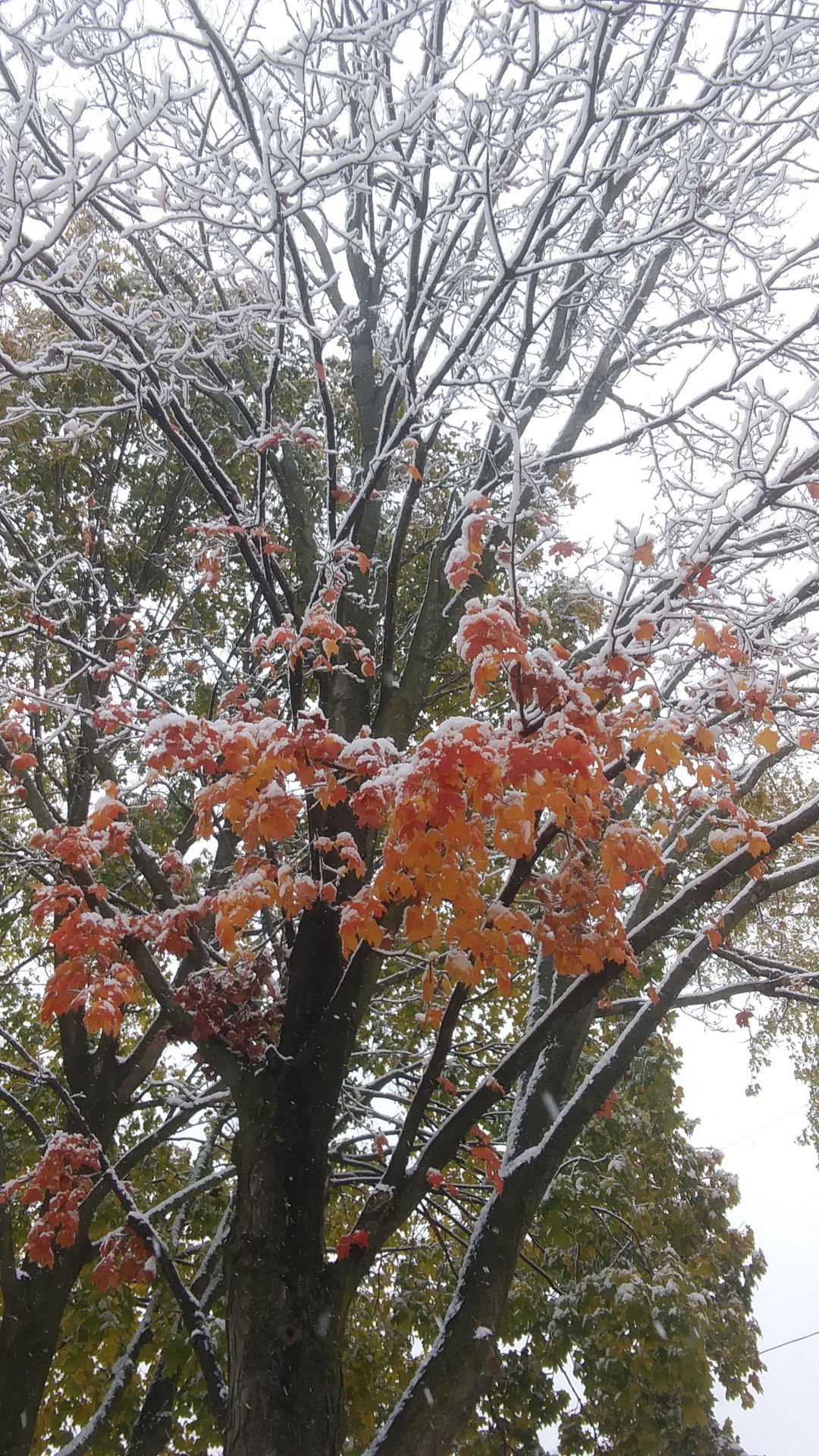 Virgil Warner: Snow on leaves